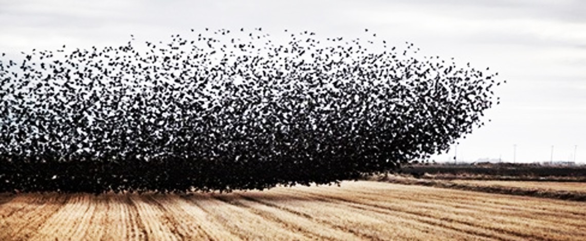 Starlings eating crops
