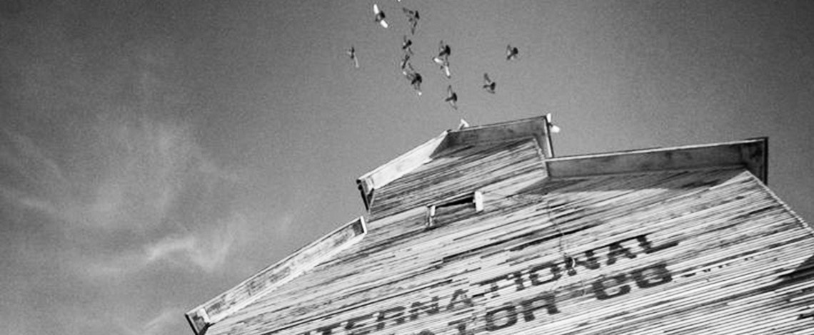 Pigeons flying overhead at grain elevator