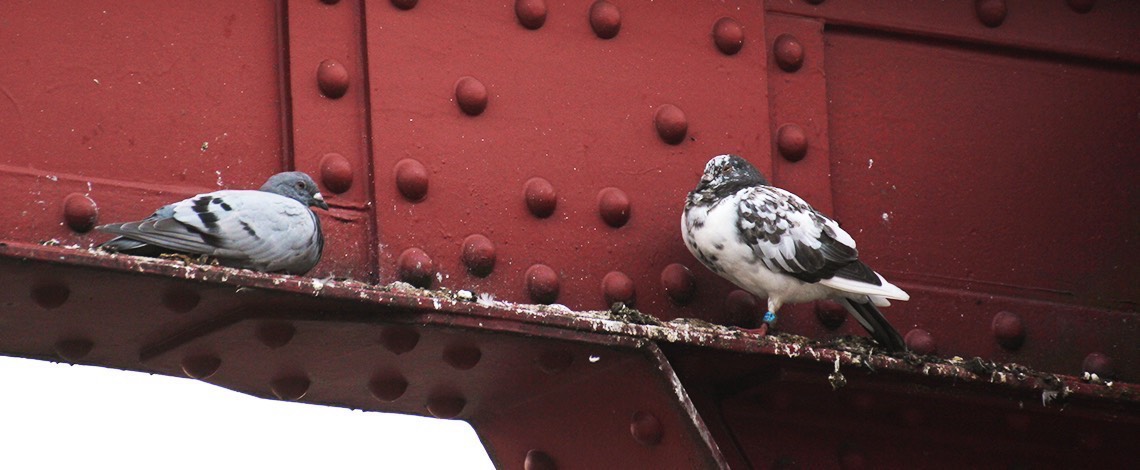 Pigeon on beam